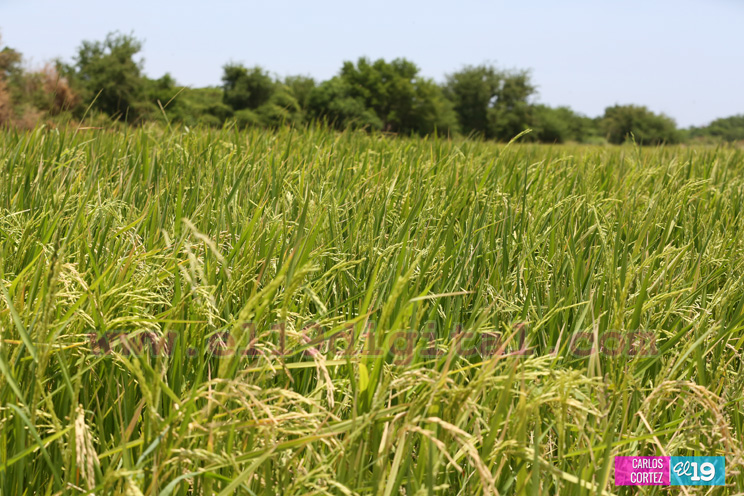Vea c&oacute;mo los arroceros enfrentan el cambio clim&aacute;tico